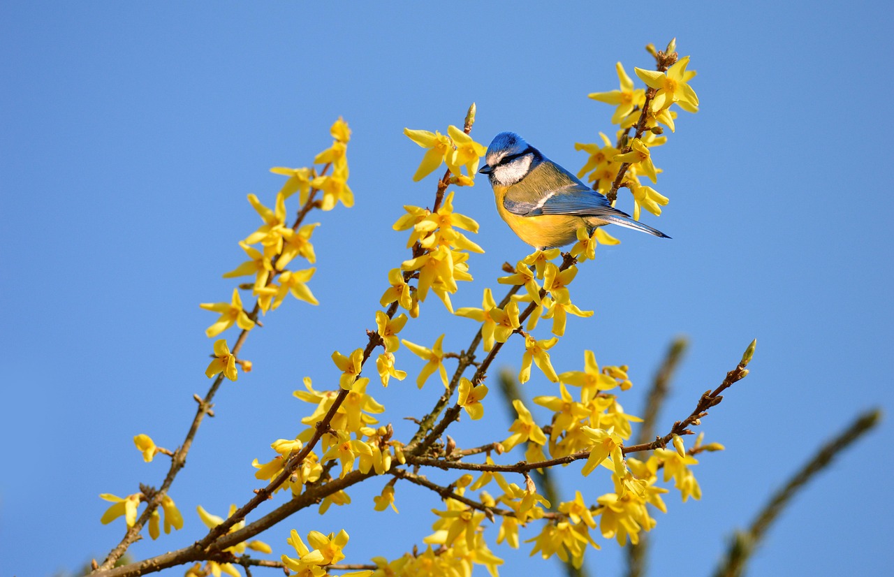 Blue Bird