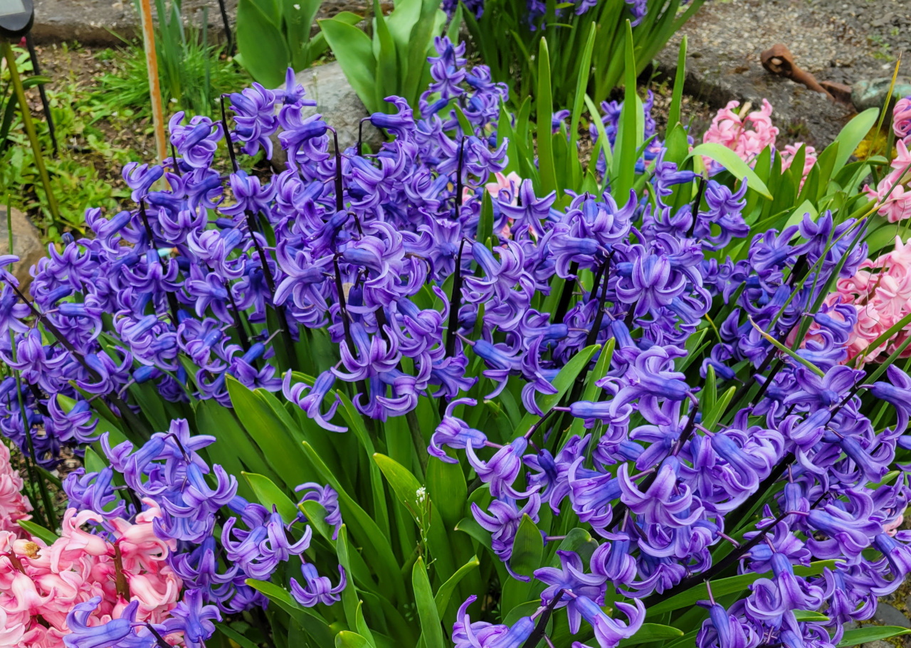 crocuses