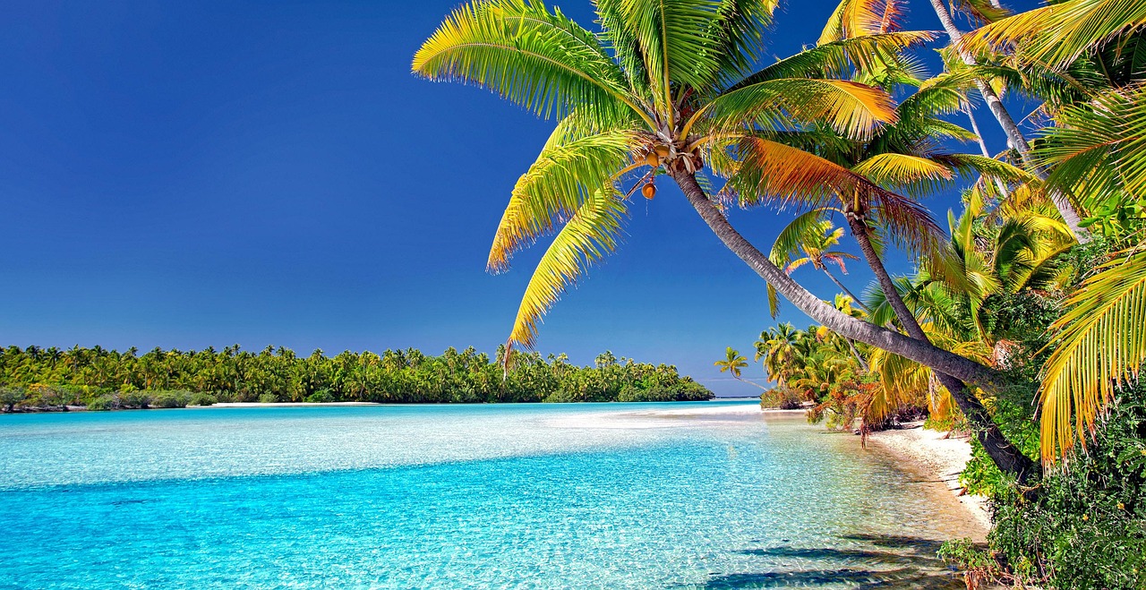 palm trees